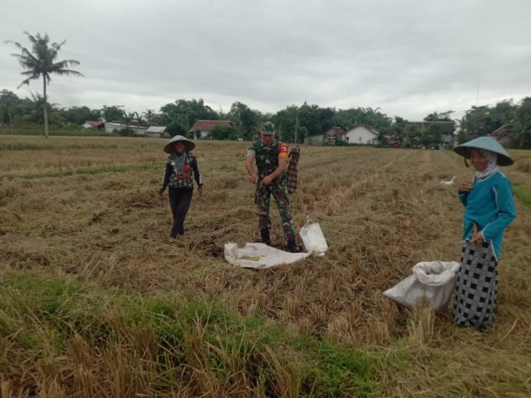 Kolaborasi Babinsa dan PPL dalam Upsus Hanpangan Tingkatkan Produktivitas Petani di Desa Rojopolo