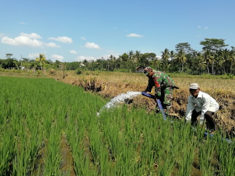 Babinsa Karanganom Pastikan Lahan Pertanian Tetap Produktif
