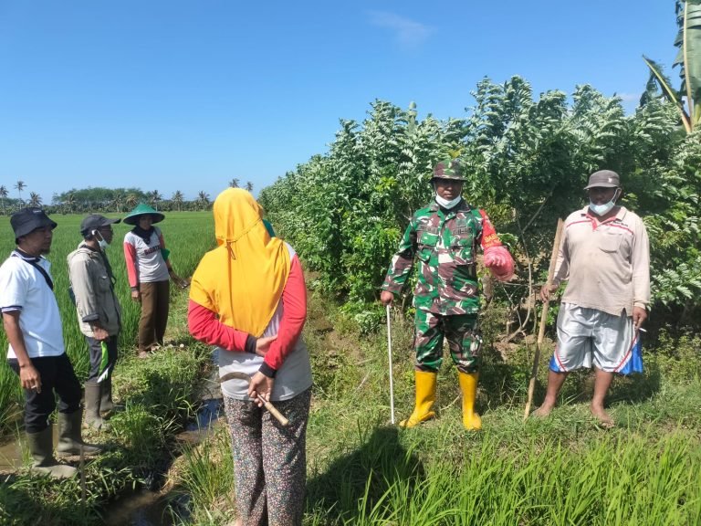 TNI DukungPembasmian Hama Tikus di Desa Tempurejo untuk Lindungi Hasil Pertanian