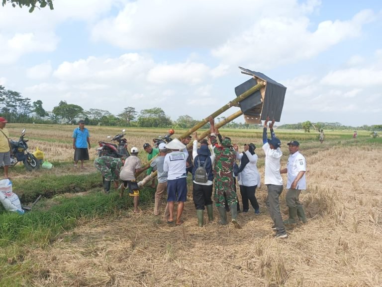 BabinsaBersama Petani Labruk Kidul Pasang Titoalda, Harapan Baru Atasi Hama Tikus