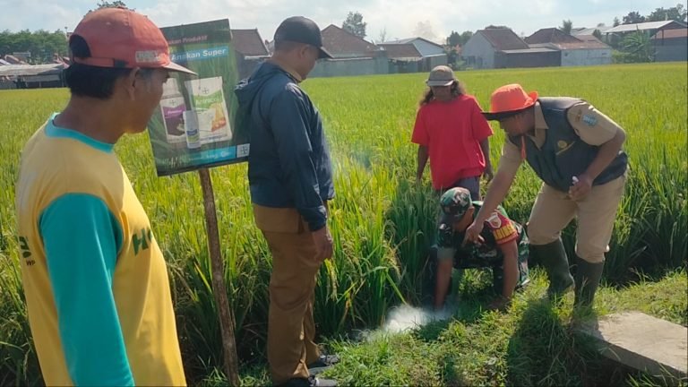 Babinsa Karangsari Dukung Pembasmian Hama Tikus demi Optimalisasi Ketahanan Pangan Desa