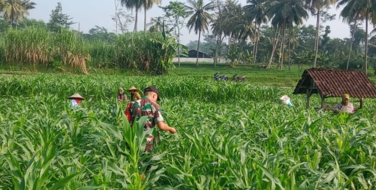 Pendampingan Pertanian, Babinsa Sarikemuning Dampingi Pemupukan Lahan Jagung untuk Meningkatkan Produktivitas Petani