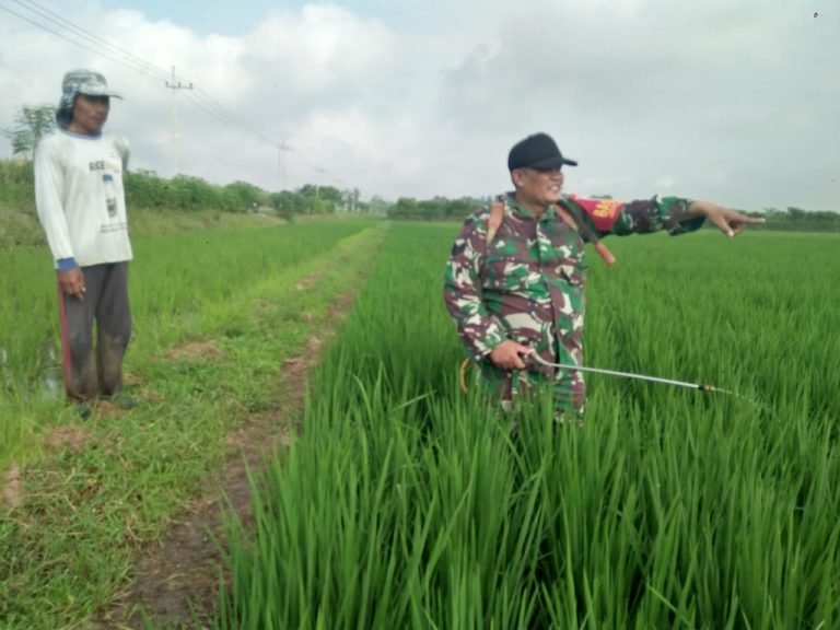 Dukung Swasembada Pangan Lokal, Babinsa Dampingi Penyemprotan Hama di Lahan Petani Desa Kalidilem