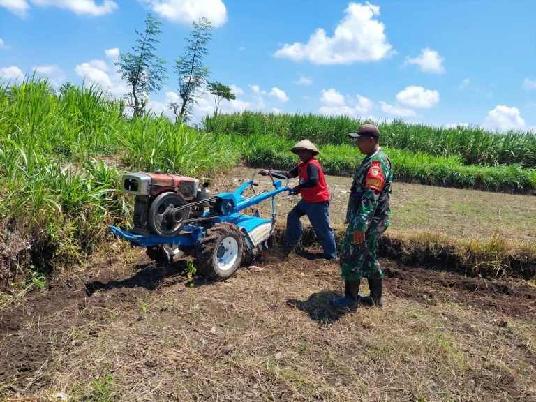 Pendampingan Babinsa Sumberjati, Pengolahan Lahan untuk Percepatan Tanam Jagung.