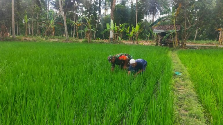 Optimalisasi Pendampingan Babinsa kepada Petani untuk Meningkatkan Hasil Panen
