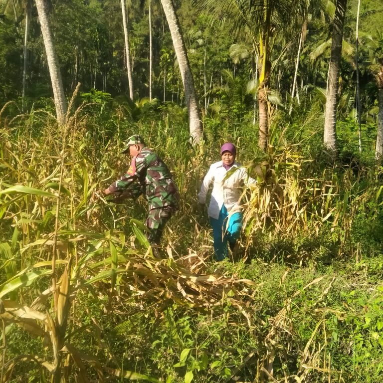 Upaya BabinsaJenggrong Dampingi Petani dalam Panen Jagung, dilahan Tadah Hujan