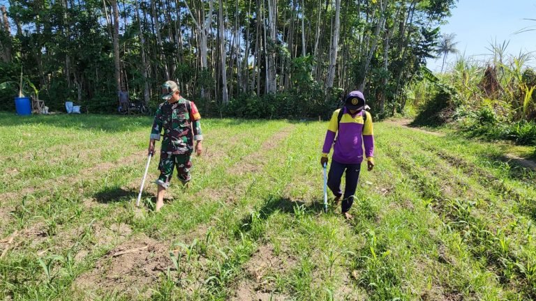 BabinsaWotgalih Dukung Optimalisasi Pertumbuhan Tanaman Jagung melalui PenyemprotanSistim Pupuk Kocor