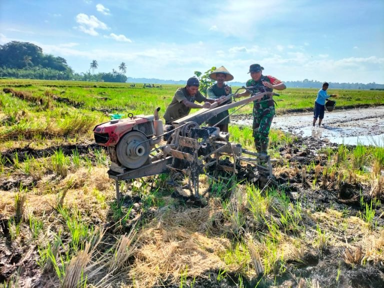 Babinsa Supiturang Dampingi Pengolahan Lahan Pertanian, Dukung Percepatan Musim Tanam