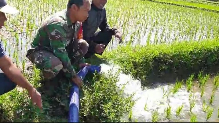 Pendampingan Program Pompanisasi Bantu Tingkatkan Produksi Padi Petani di Desa Condro