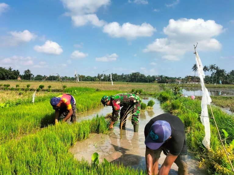 BabinsaSupirurang Laksanakan Pendampingan Membantu Penyiapan Penanaman Padi
