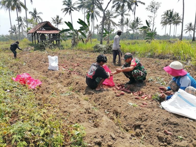Pendampingan Panen Ubi Jalar oleh Babinsa, Dorongan Semangat bagi Petani Kertosari