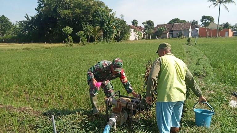 Pendampingan Pengairan Sawah oleh TNI: Babinsa Klanting Dukung Petani Lokal