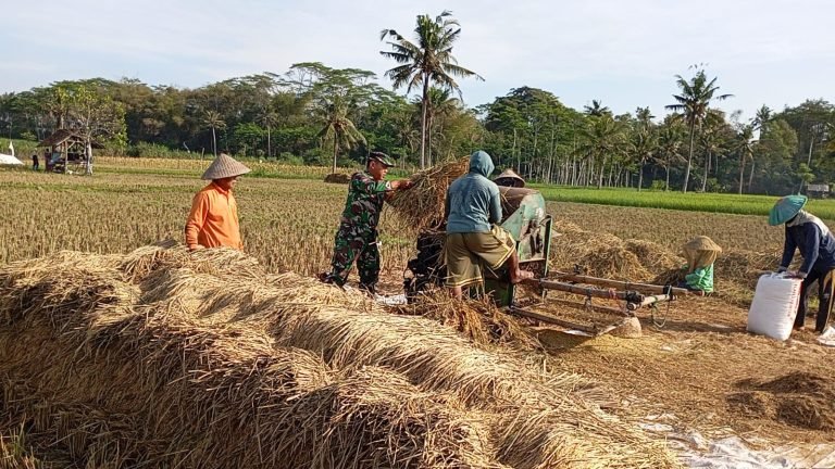 Babinsa Pandanarum Lakukan Pendampingan Panen Padi: Dukung Ketahanan Pangan di Wilayah Binaan