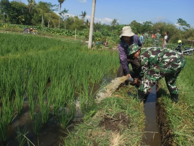 BabinsaPetahunan Dukung Pompanisasi untuk Optimalisasi Pengairan di Lahan Padi PoktanHarapan Baru