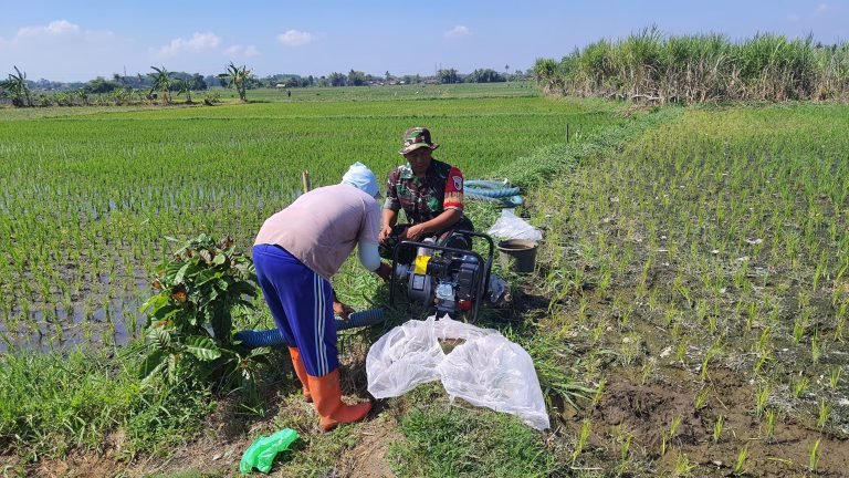 Babinsa Dawuhan Lor Dampingi Pengairan Lahan Kelompok Tani Makmur untuk Optimalkan Produksi Pertanian