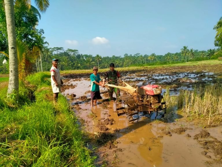 Babinsa Banyuputih Lor Dampingi Pengolahan Lahan Pertanian dengan Hand Traktor
