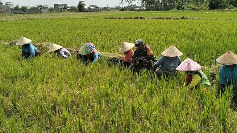 OptimalisasiHasil Panen: Babinsa Tempeh Tengah Dampingi Petani Rawat Padi
