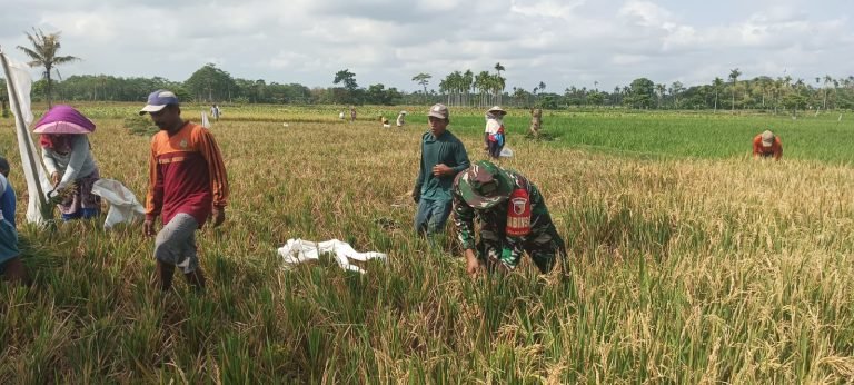 Babinsa Mojosari Dampingi Panen Padi, Dorong Produktivitas Petani di Poktan Dewi Sri Sumbersuko