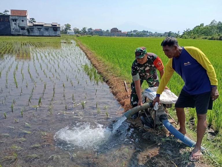 BabinsaCitrodiwangsan Dampingi Kegiatan Pompanisasi di Lahan Padi Poktan Bayeman