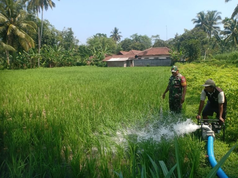 Upaya Babinsa Duren Dukung Ketahanan Pangan Lewat Pendampingan Pengairan Sawah Petani