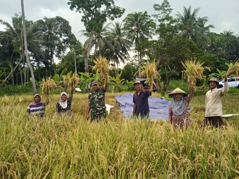 Dampingi PanenPadi, Babinsa Jatiroto, Dorong Peningkatan Produksi Pertanian Poktan BangunTani