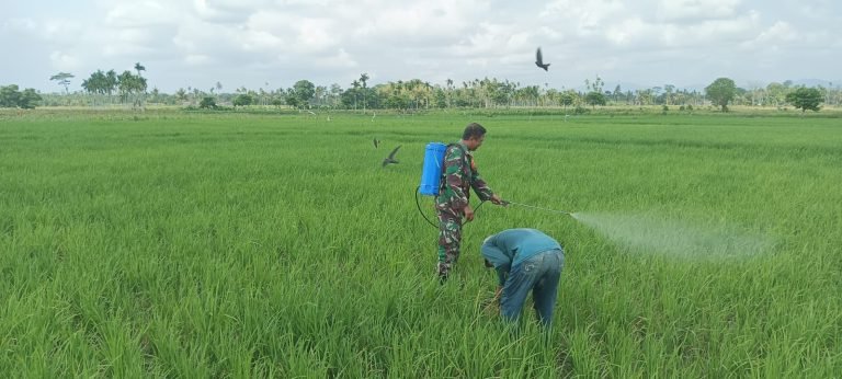 UpayaPendampingan Babinsa Labruk Kidul dalam Penyemprotan dan Penyiangan Gulma LahanPadi di Poktan Pule Makmur