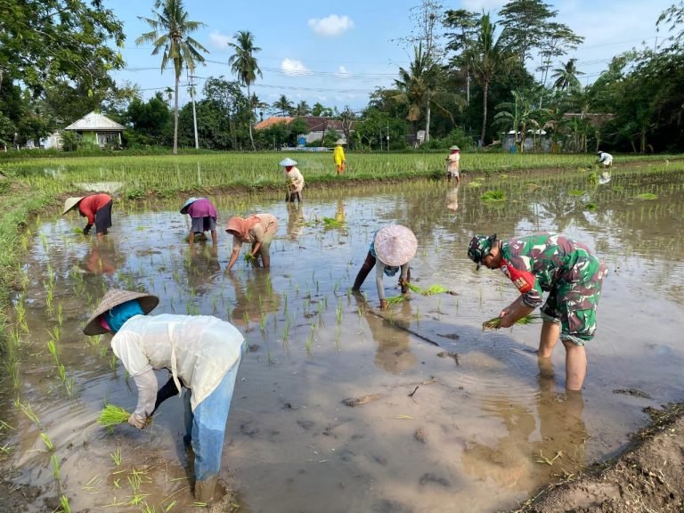 Upaya Babinsa Lempeni Turun Langsung Dampingi Petani Tanam Padi, Dorong Ketahanan Pangan Lokal