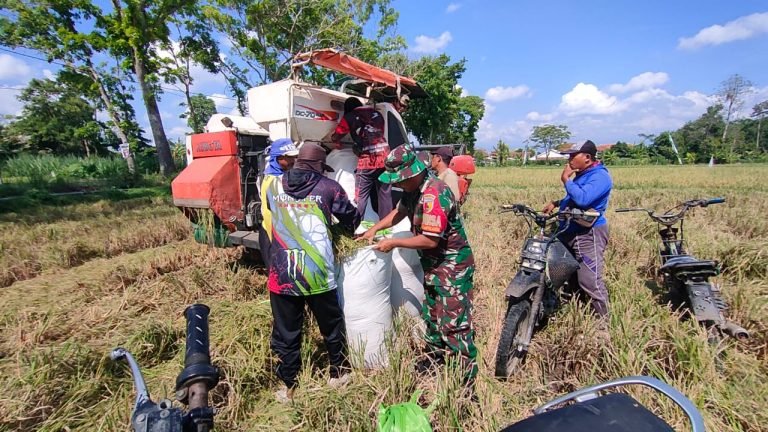 Dukung Ketahanan Pangan Lokal, Babinsa Klampokarum Hadir Saat Panen Padi di Lahan Tani Mulyo