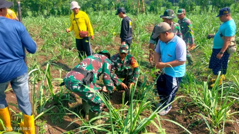 Penghijauan Desa Kebonagung: Babinsa Bersama Warga, Tanam Pohon Sukun Untuk Kelestarian Alam
