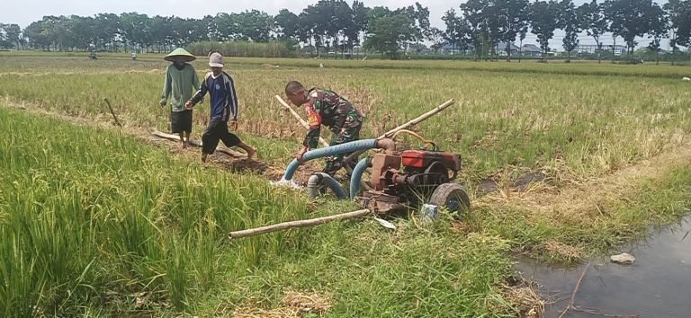 Sinergi TNI danPetani: Babinsa Gedangmas Bantu Pengairan Lahan Sawah di Poktan Jaya Makmur
