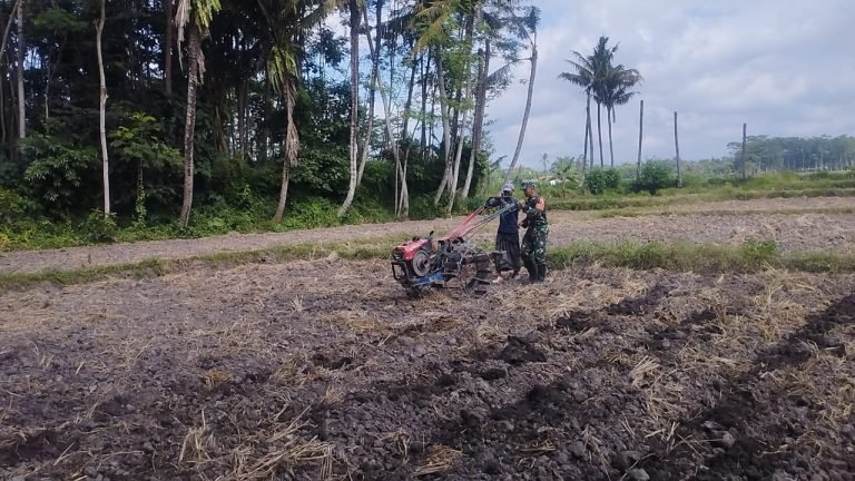 Babinsa Pandanwangi Dampingi Pengolahan Lahan untuk Percepatan Tanam Jagung
