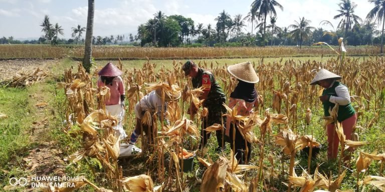 Babinsa Banyuputih Kidul: Panen Jagung Bukti Komitmen Dukung Ketahanan Pangan Lokal