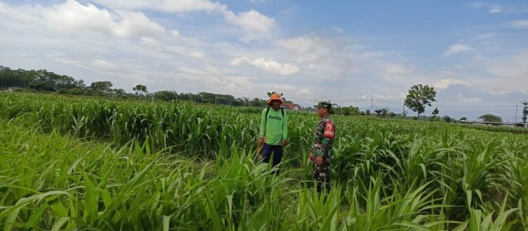 Upaya Babinsa Grati Dampingi Petani Kelompok Rais Kanan Optimalkan Lahan Jagung