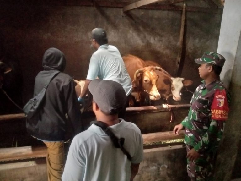Babinsa Tanggung Dukung Vaksinasi dan Pengobatan Ternak Warga di Kecamatan Padang
