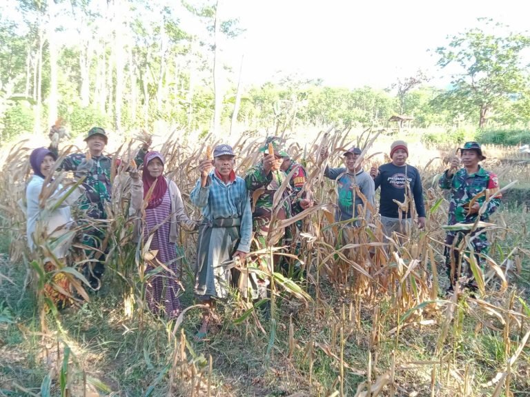 Koramil 0821/05 Kedungjajang Dukung Panen Raya Jagung di Desa Sawaran Kulon