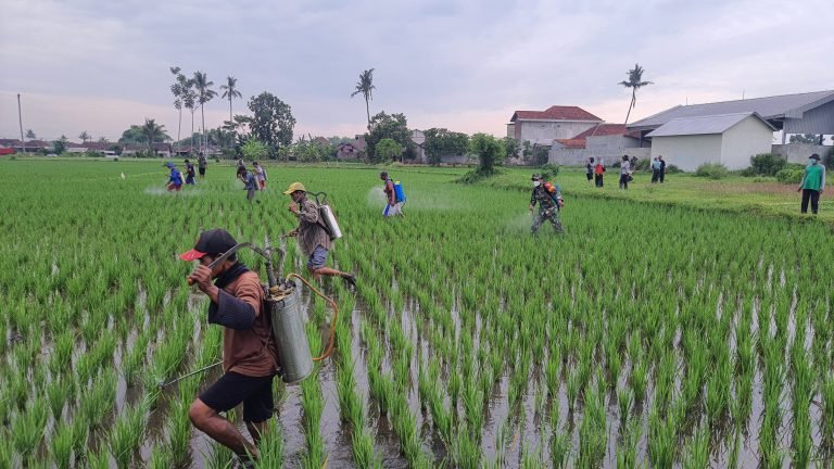 Gerakan Pengendalian Hama: Kolaborasi Babinsa Bersama Stakeholder Dalam Penanganan Hama Petani