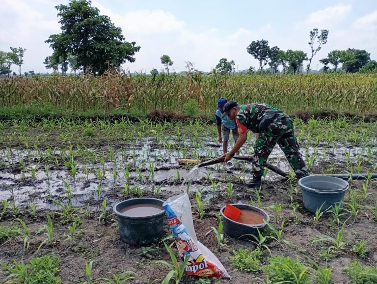 PendampinganBabinsa di Kepuharjo, Lahan Jagung 2 Hektare Terjamin Pengairannya