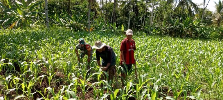 Sinergi Babinsa dan Petani: Penyiangan Gulma Jadi Langkah Menuju Panen Berlimpah