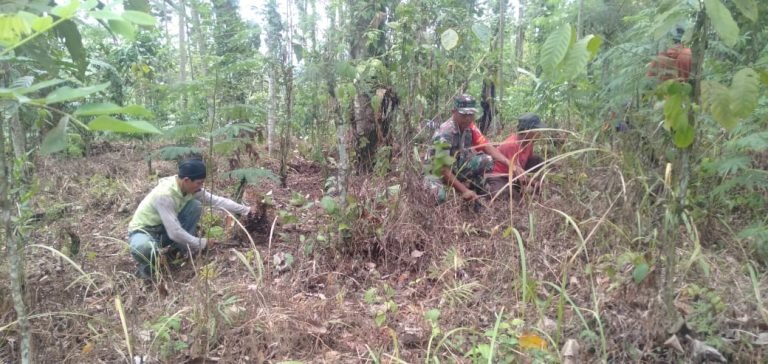 Pembersihan Lahan Kopi: Kebersamaan Babinsa, Penyuluh, dan Petani di Desa Kenongo
