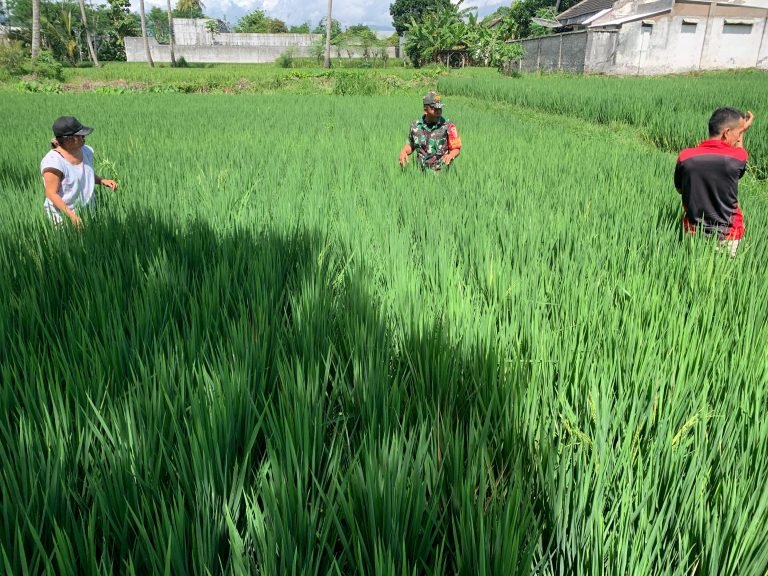 Pendampingan Babinsa: Solusi Lindungi Tanaman Padi dari Hama dan Penyakit