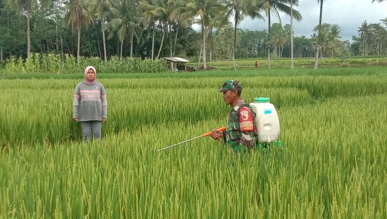 Babinsa Sidomulyo Gelar Pendampingan Penyemprotan Pupuk di Lahan Padi Poktan Dewi Sri