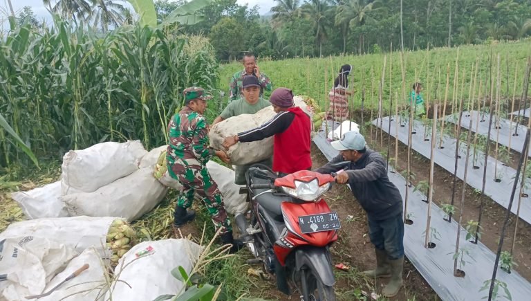 Babinsa Pasrujambe Berperan Aktif Dukung Petani dalam Panen Jagung Berkualitas