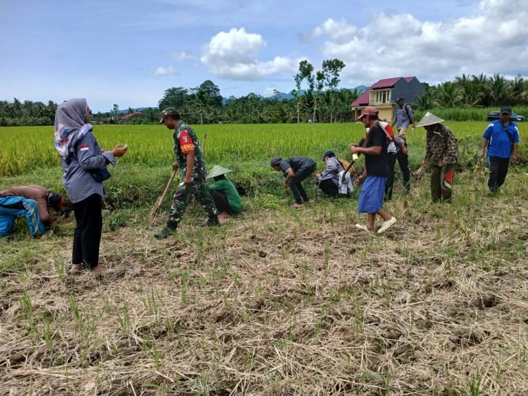 PendampinganBabinsa Tempursari dalam Pengendalian Hama Tikus di Poktan Karya Tani 3