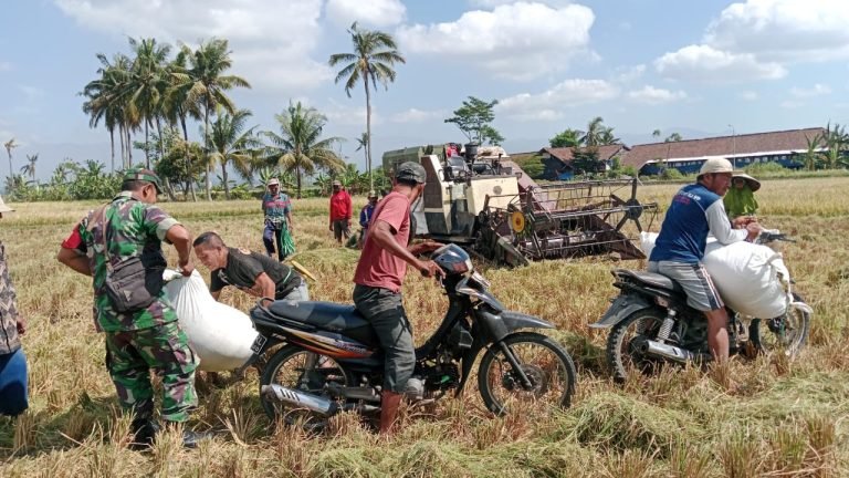 Kompak dengan Petani, Babinsa Labruk Lor Pastikan Panen Padi Optimal