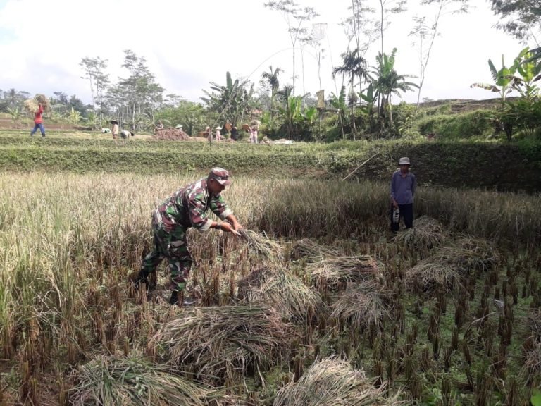 Kiprah Babinsa Senduro dalam Mendukung Ketahanan Pangan di Wilayah Binaan