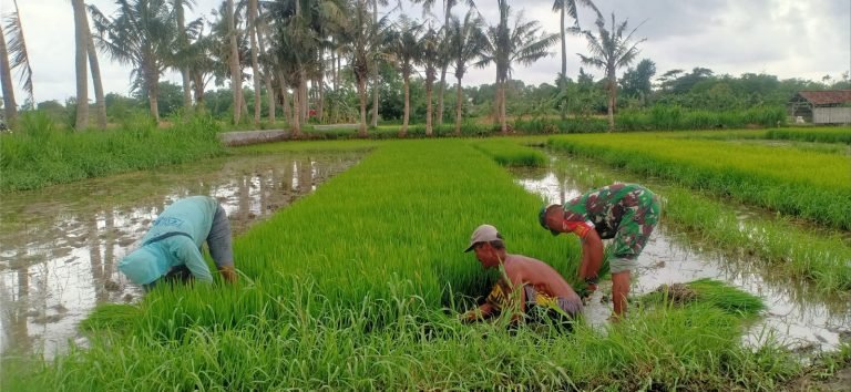 Dukungan TNI untuk Ketahanan Pangan: Babinsa Jokarto Dampingi Pencabutan Bibit Padi di Lahan Poktan Pakis Haji