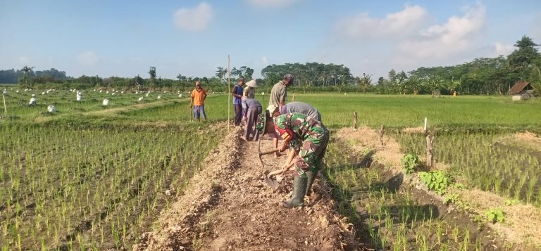 Pendampingan Perawatan Jalan Menuju Lahan Pertanian, Babinsa Yosowilangun Lor Dorong Produktivitas Pertanian