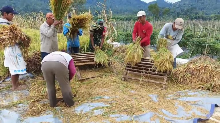 Sinergi Babinsa dan Petani: Panen Sukses di Lahan 1,5 Hektare Desa Sumberurip