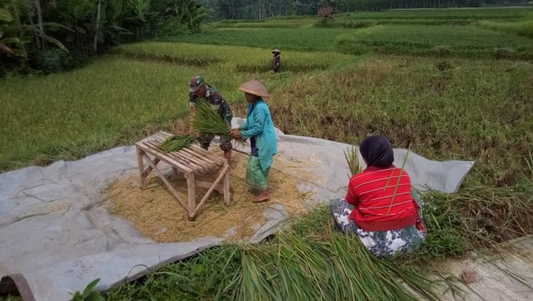 KetahananPangan Diperkuat, Babinsa Pandansari Dampingi Panen Padi di Poktan GempolMakmur