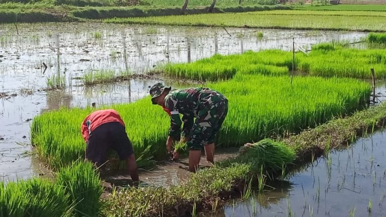 PerkuatPendampingan, Babinsa Wonosari Bantu Proses Pemindahan Bibit Padi di PoktanTani Mulyo